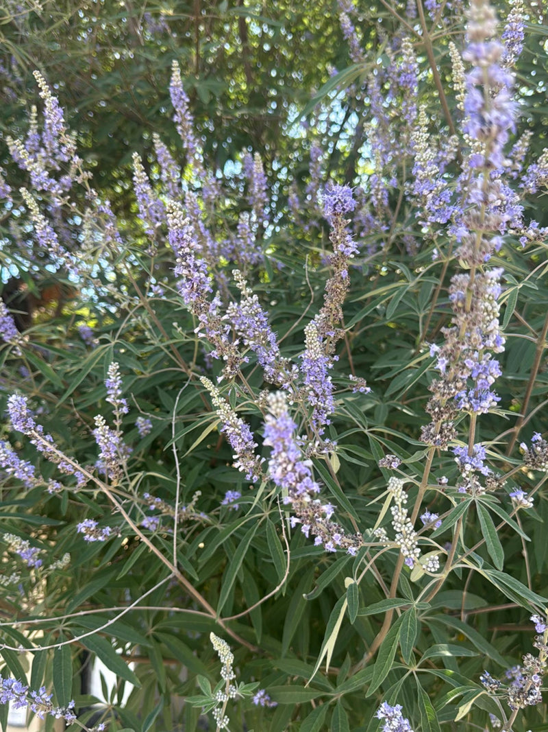 Monnik peper — Bild 1