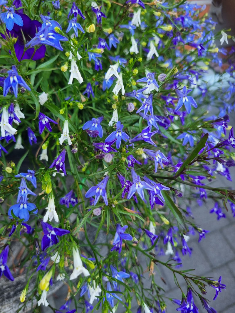 De afbeelding toont een dichte overvloed aan blauwpaarse en witte bloemen van de tuintjeslobelia, omringd door groene bladeren en stengels. De typisch gevorm...
