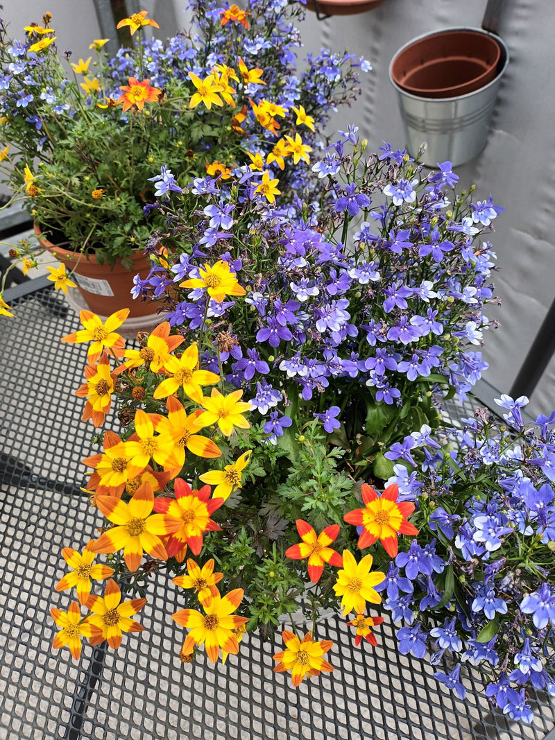 Blauw-paarse bloemen van de lobelia zijn te zien in bloempotten samen met gele begeleidende bloemen op een balkon.