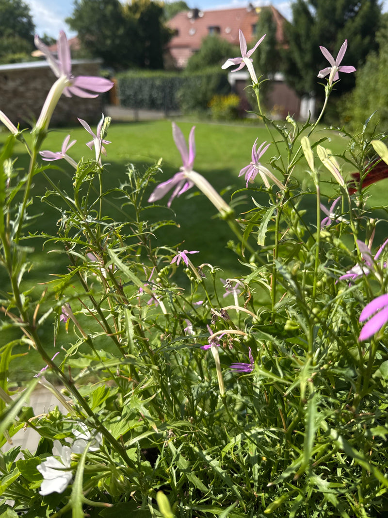 Te zien zijn delicate, licht paarse bloemen en groene bladeren van lobelia in een tuin. De plant is gefotografeerd vanuit een iets verhoogd perspectief voor ...