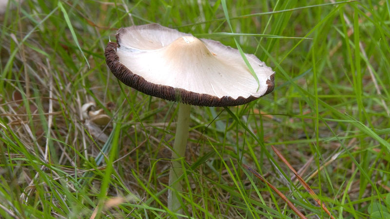 Mürbling (Gattung) — Bild 1