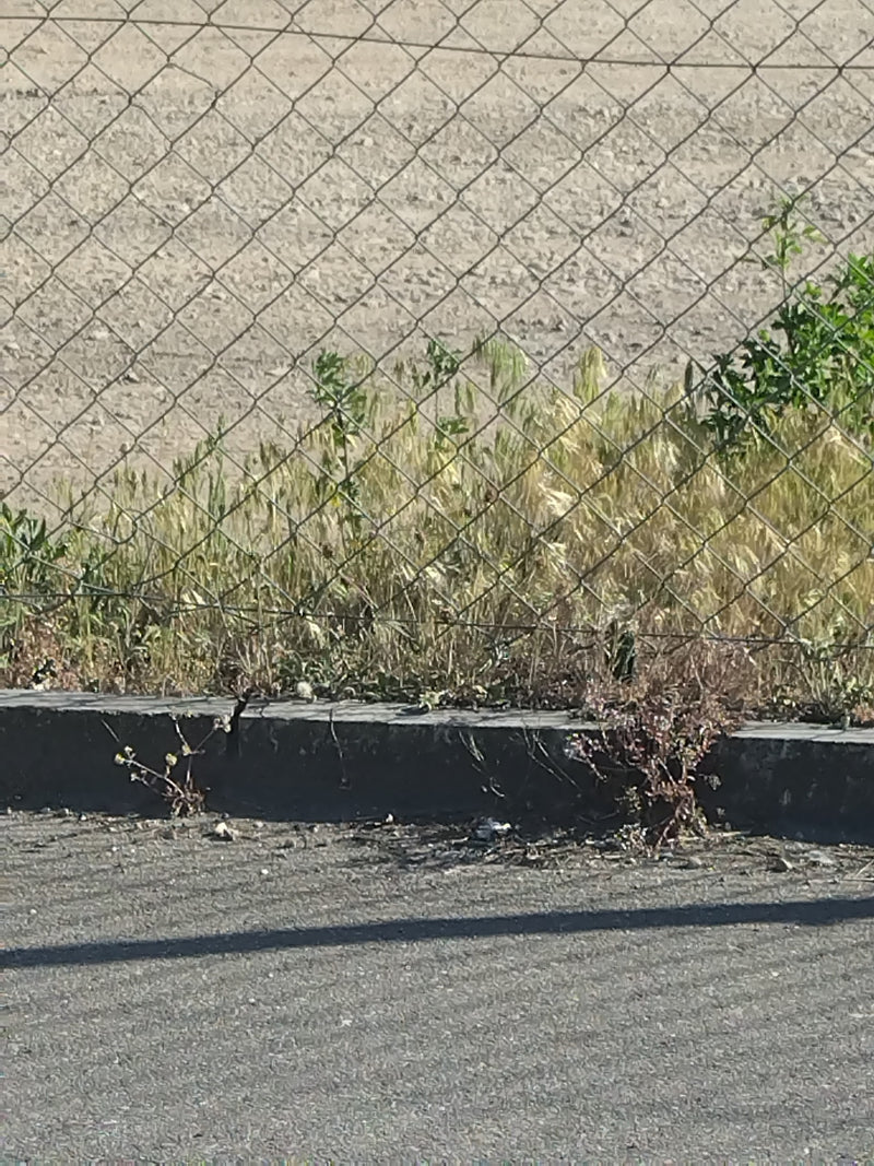 Muis gerst — Bild 1