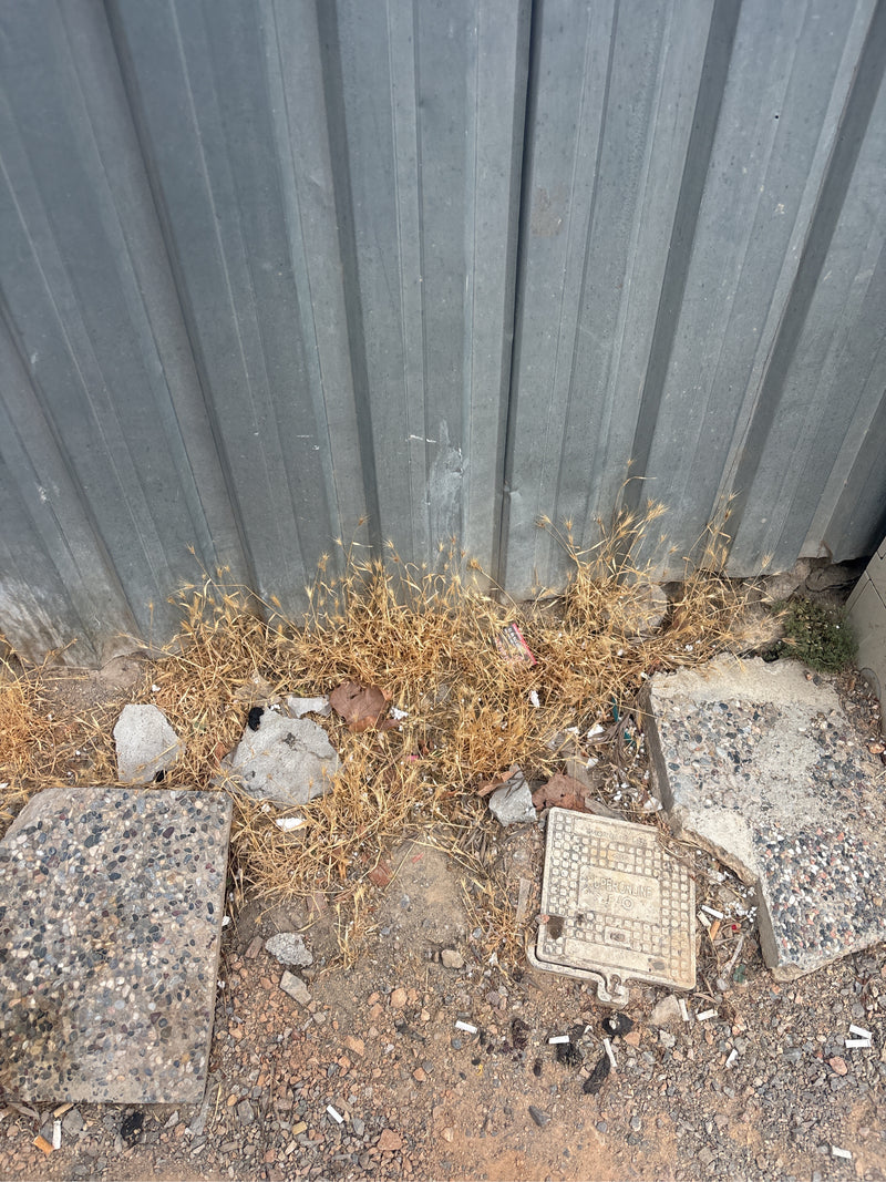 Te zien is een verdorde plant van de kruipende gerst die groeit tegen een grijze metalen wand. De ondergrond bestaat uit stenige grond met betonelementen.