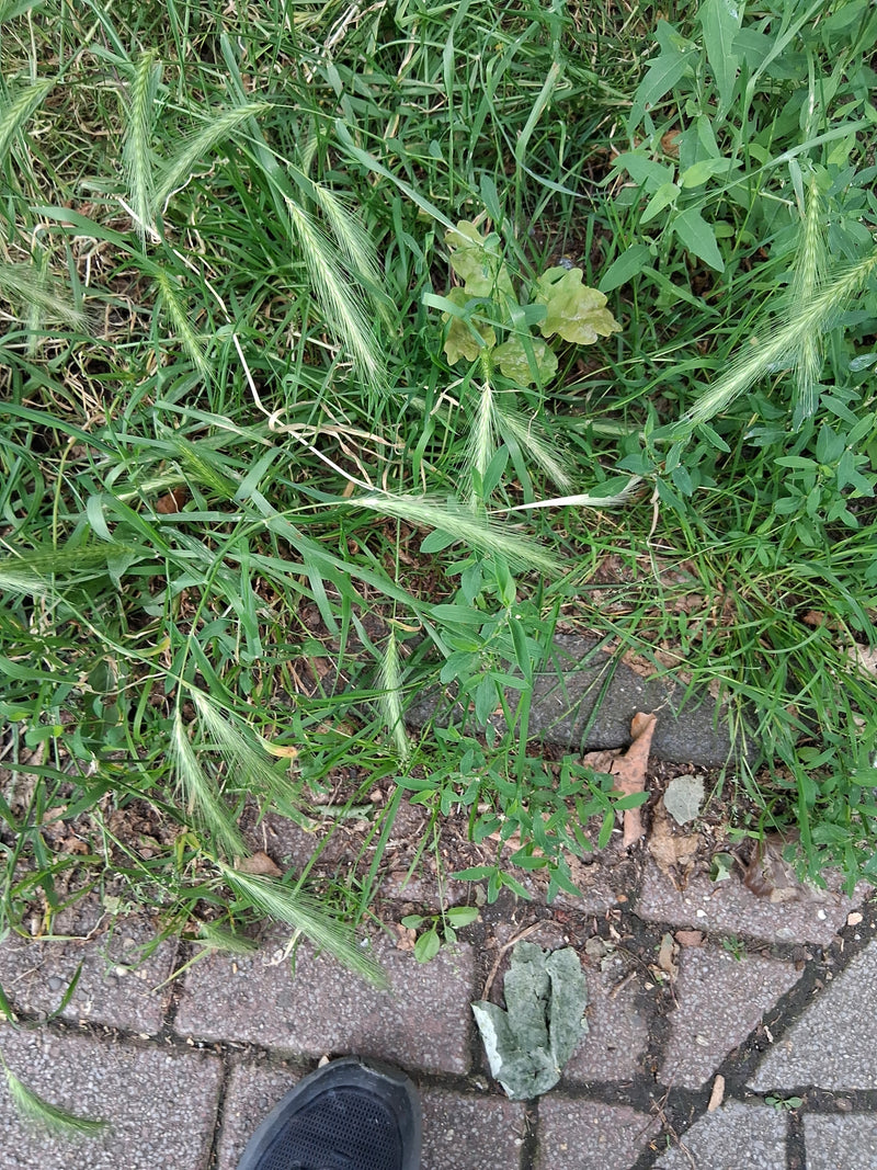 Te zien is de kruipende gerst met zijn typische aren, groeiend in het gras langs de weg.
