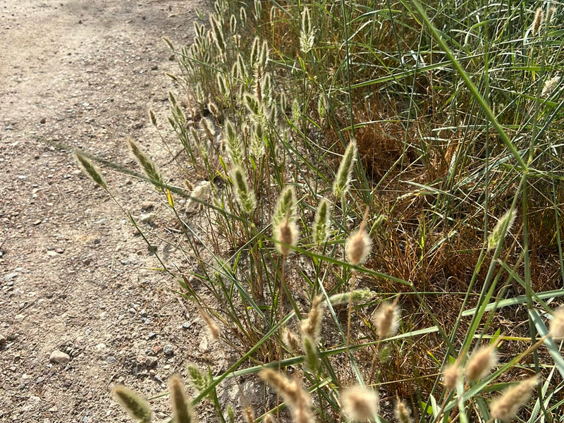 De afbeelding toont een groep kruipende gerst groeiend langs een droge wegberm. De karakteristieke aren steken rechtop in het zonlicht.