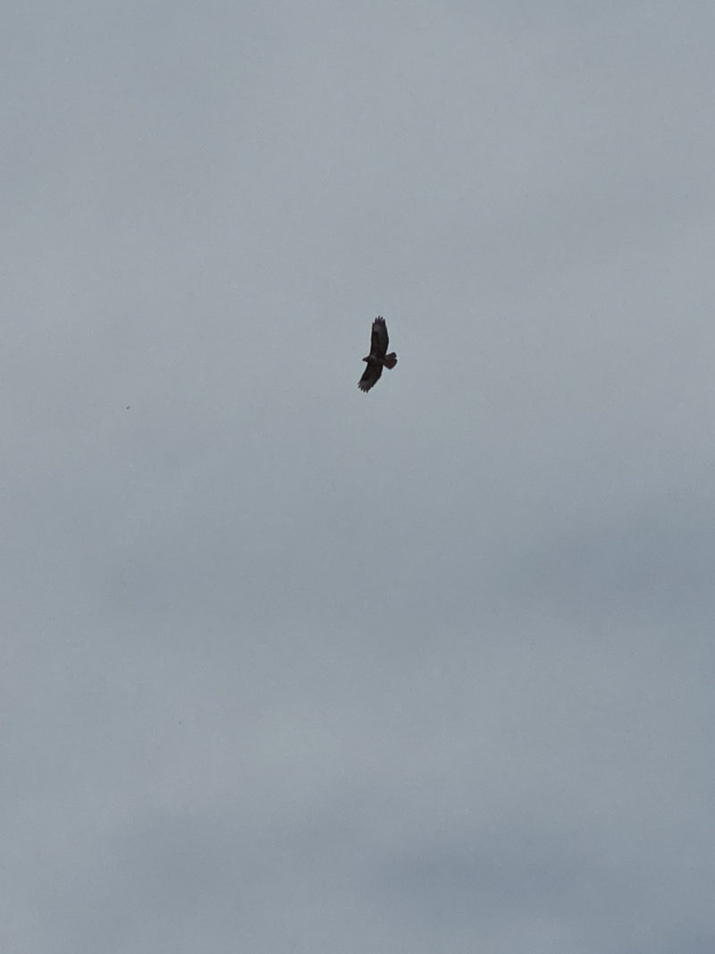 Buizerd — Bild 1