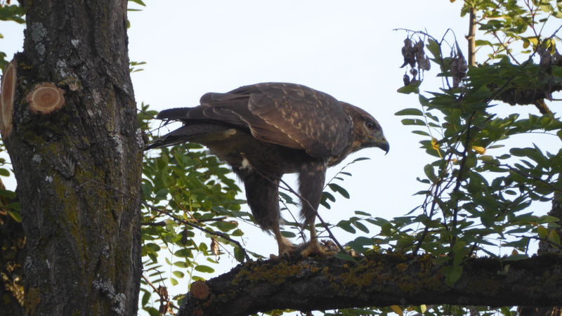 Een buizerd zit voorovergebogen op een bemoste tak van een loofboom.