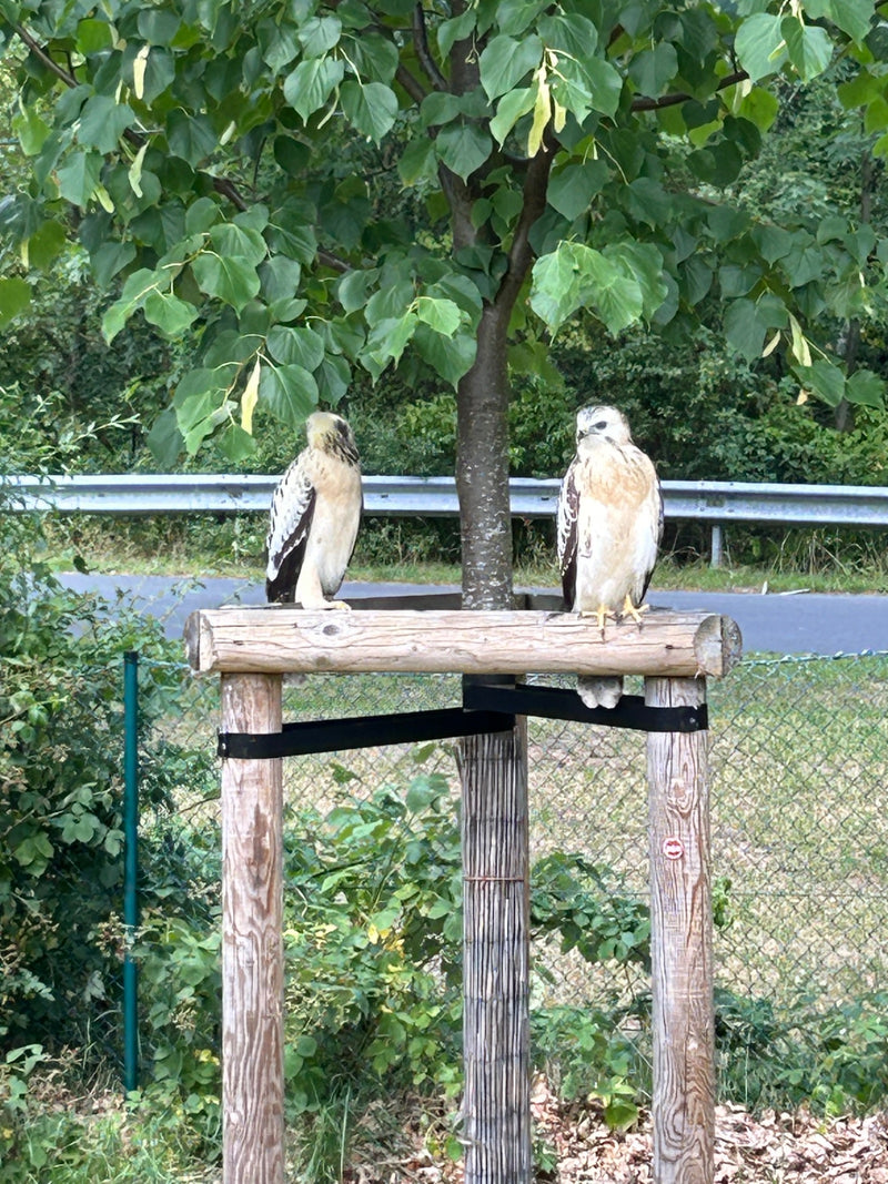 Twee buizerds zitten naast elkaar op een houten boomsteun. Op de achtergrond zijn een weg en groene vegetatie te zien.