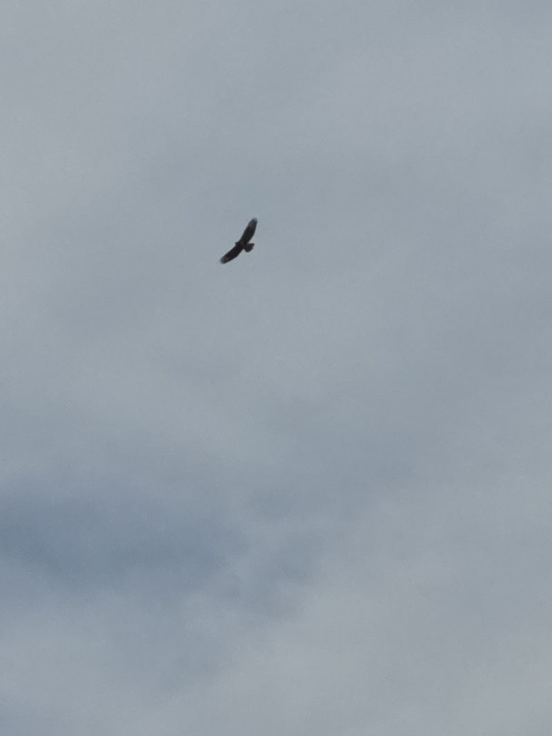 Buizerd — Bild 2