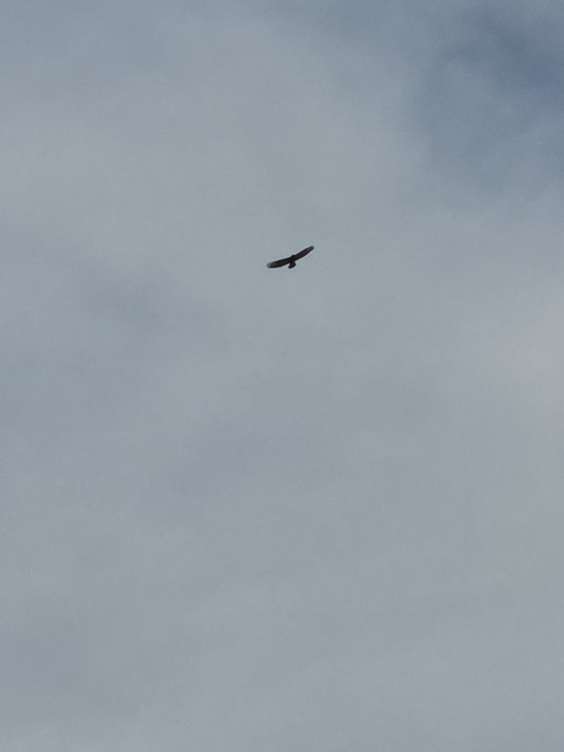 Buizerd — Bild 3