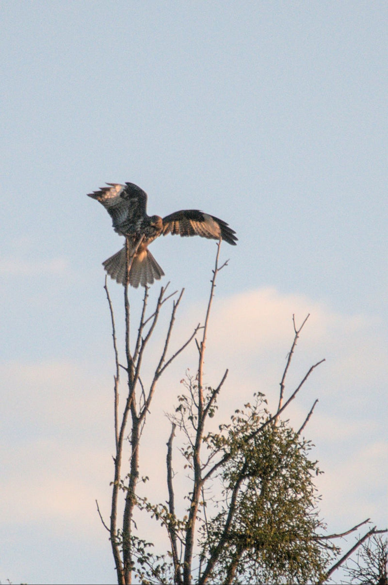 Een buizerd zit met gespreide vleugels bovenop een kale boom. De achtergrond toont een heldere, licht bewolkte hemel.
