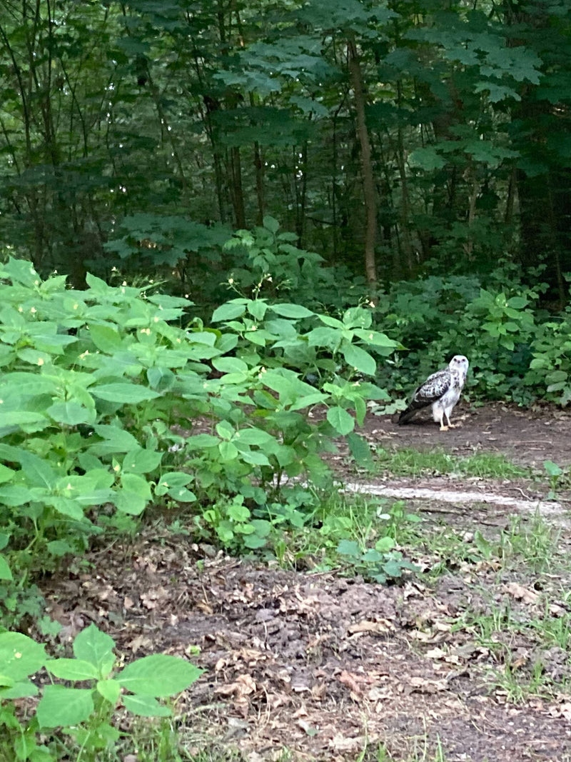 Een buizerd zit op de kale bosgrond naast dicht groen struikgewas. Hij kijkt aandachtig richting de camera.