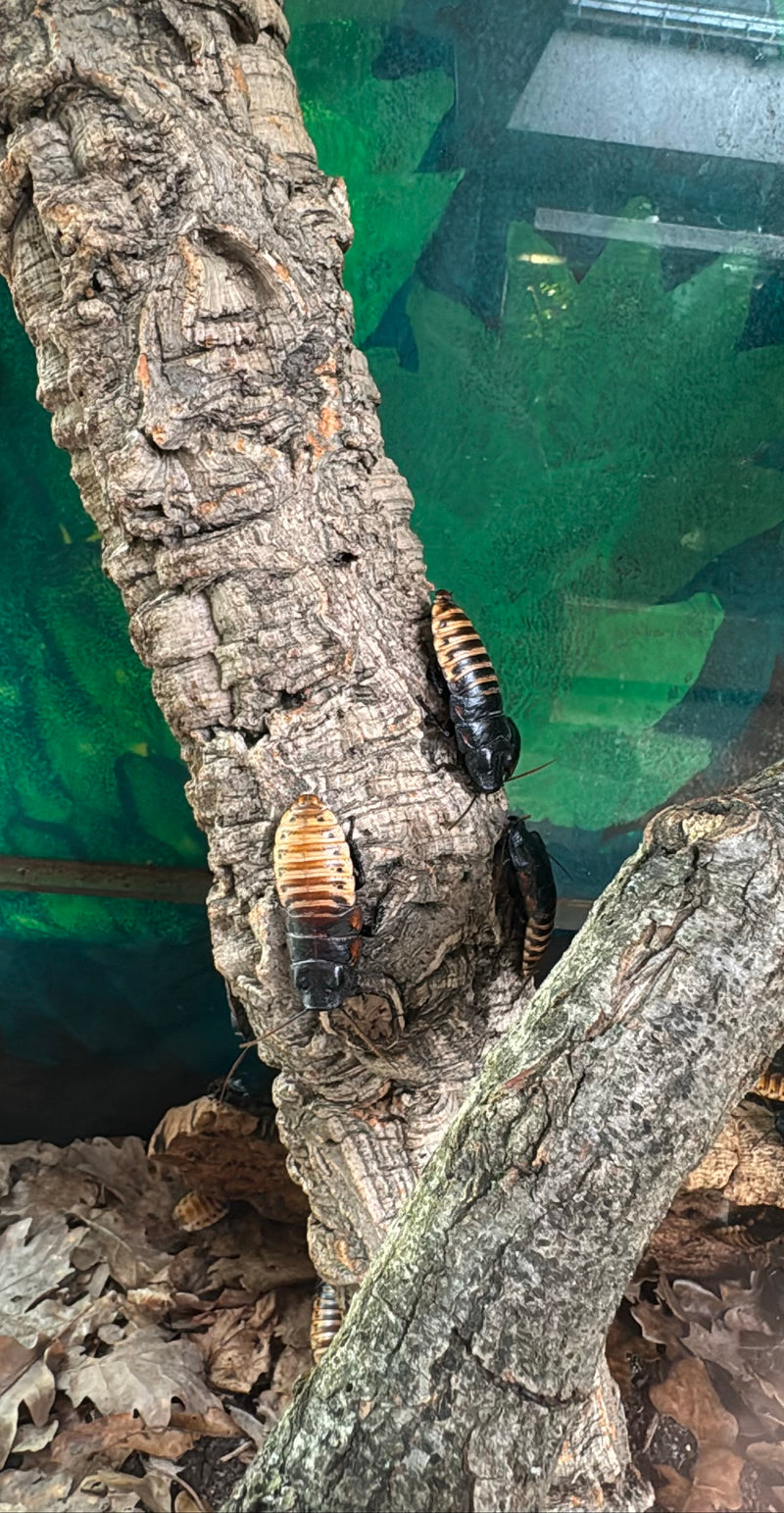 Kakkerlak uit Madagaskar — Bild 2