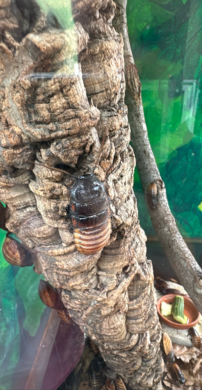 Kakkerlak uit Madagaskar — Bild 1