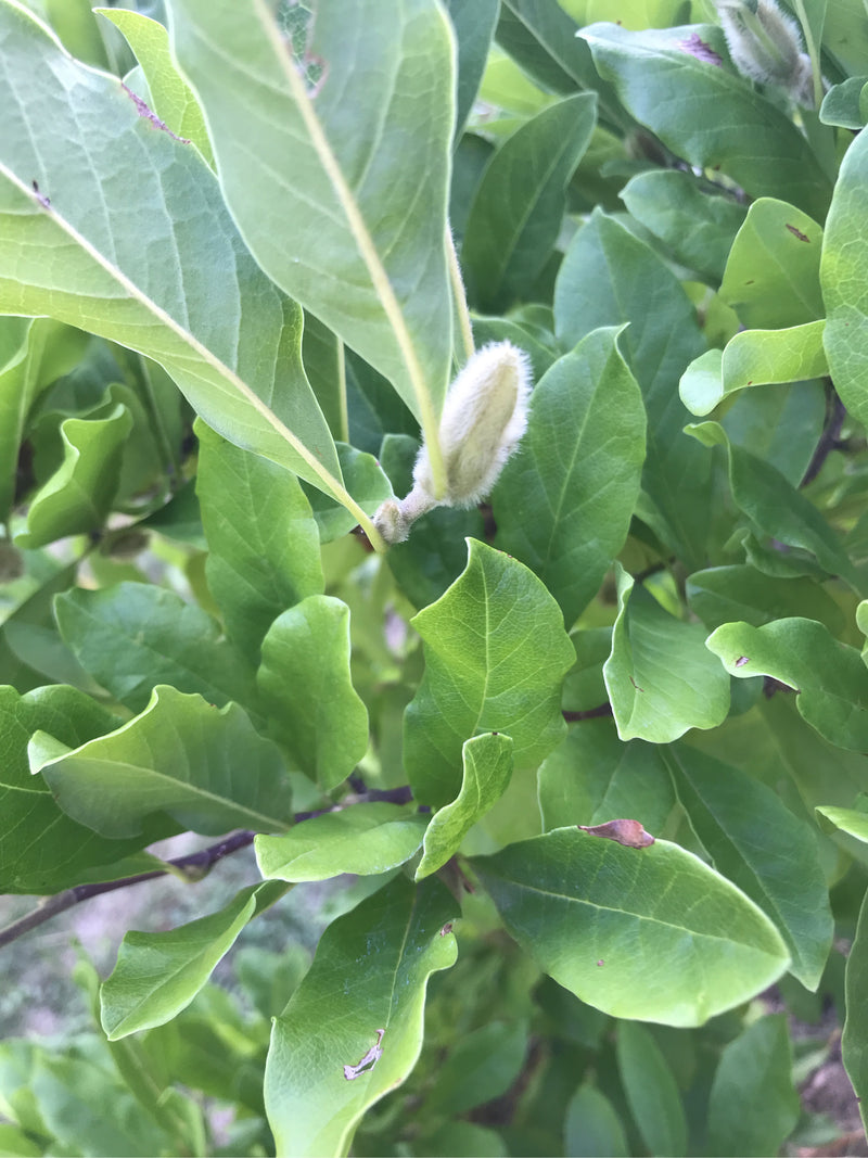 De afbeelding toont groene bladeren en een harige knop van een magnolia. De plant bevindt zich in een natuurlijke omgeving.