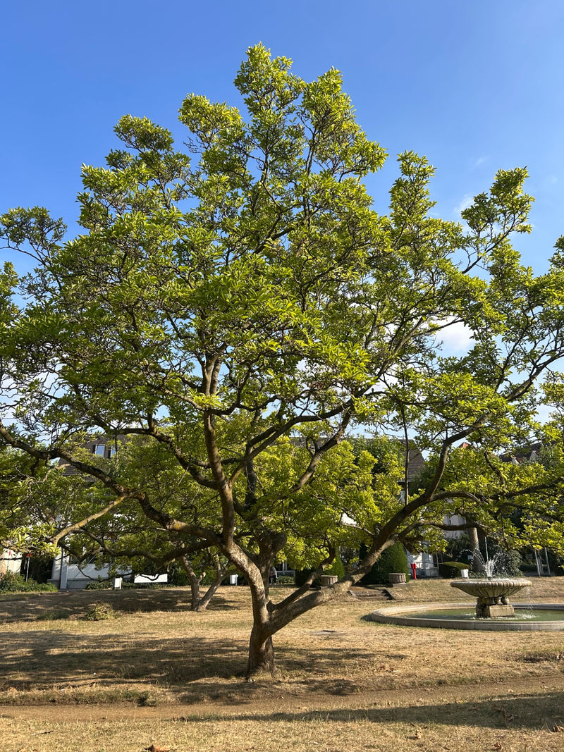 De afbeelding toont een grote, volledig bebladerde magnolia in een park. Gebouwen en een fontein zijn op de achtergrond te zien.