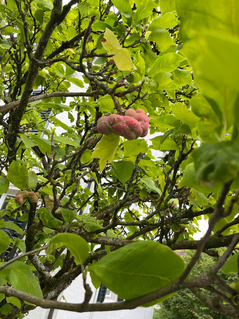 Te zien is een rijpende, roze vruchtstand van een magnolia te midden van groene bladeren en takken. De opname toont de plant in haar natuurlijke omgeving.