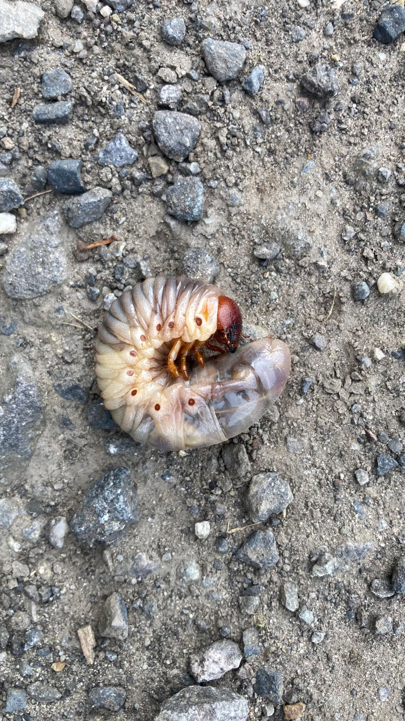 Een witgrijze engerling ligt in een C-vorm gekruld op een zanderige, grindachtige bodem.