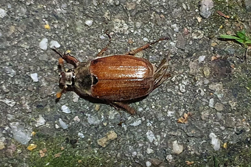 Een meiwater is te zien op een stenige ondergrond, van bovenaf bekeken. Het insect is duidelijk zichtbaar.