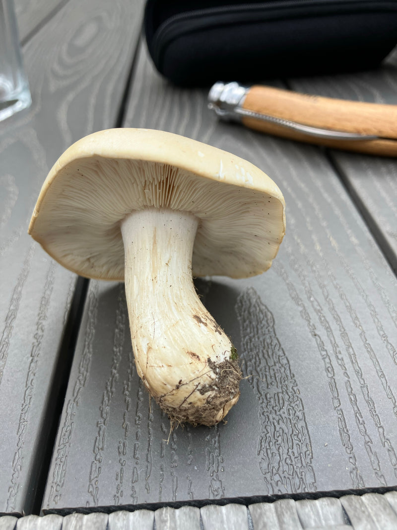 Mei paddestoel — Bild 4