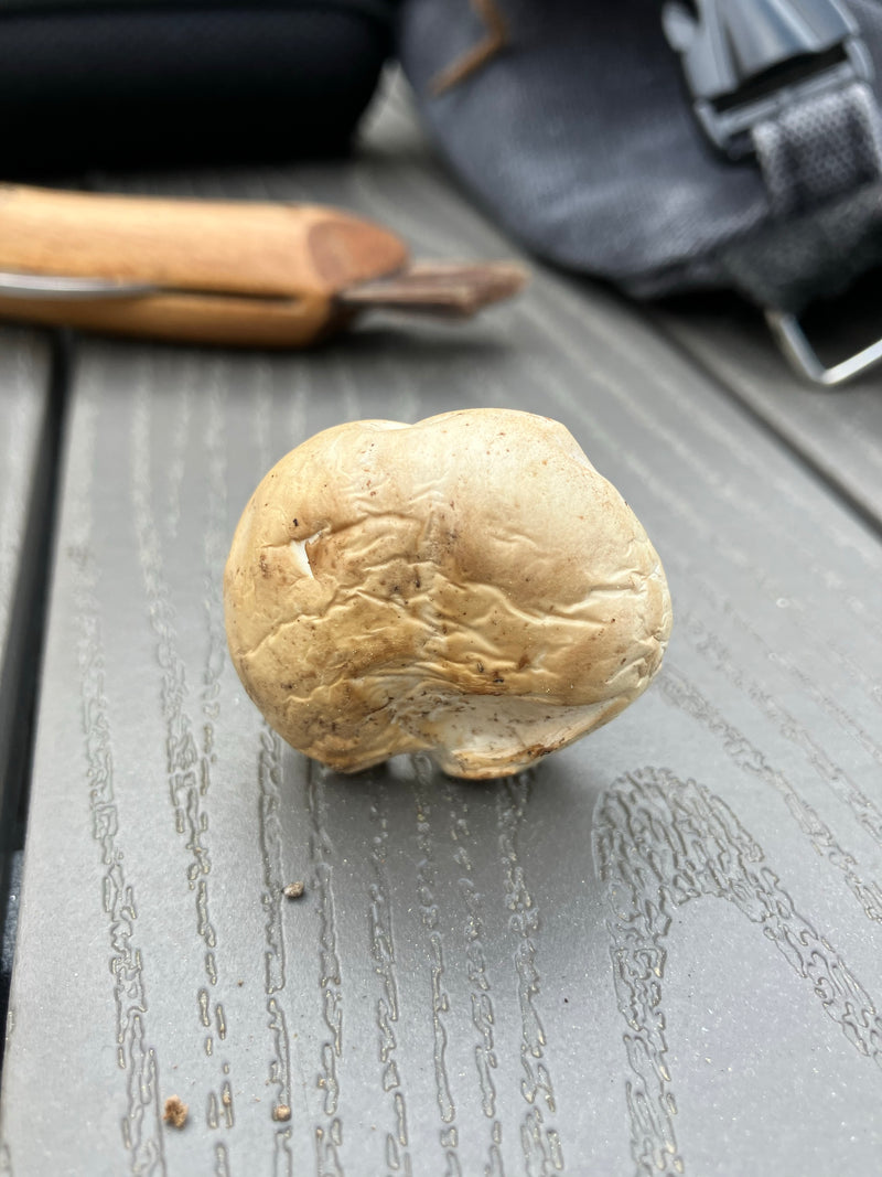 Mei paddestoel — Bild 3