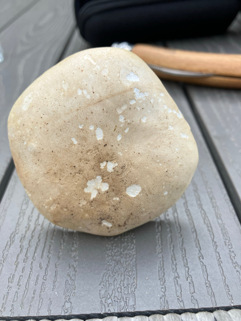 Mei paddestoel — Bild 2