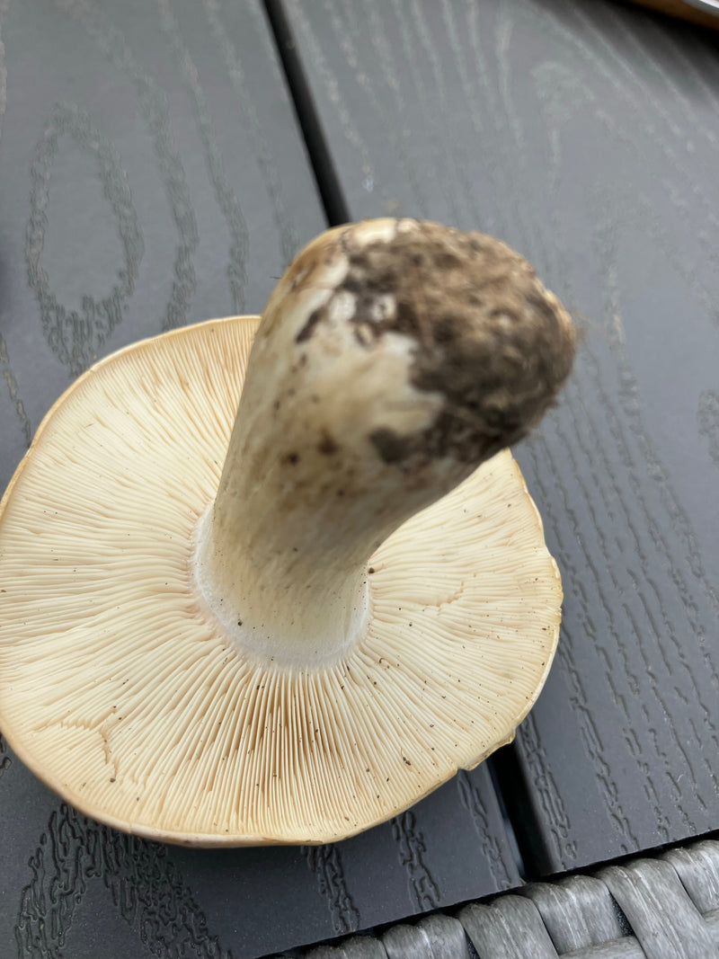 Mei paddestoel — Bild 1