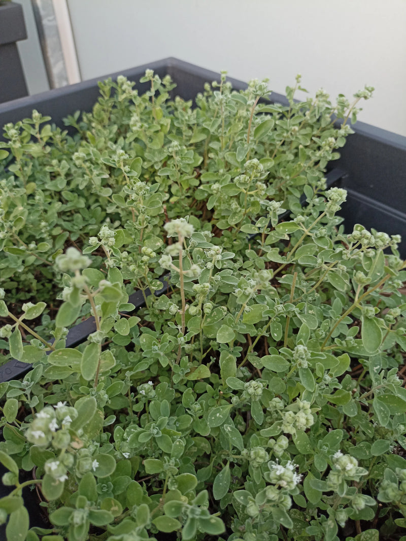 marjolein — Bild 1