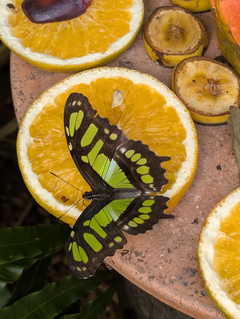Malachiet vlinder — Bild 2