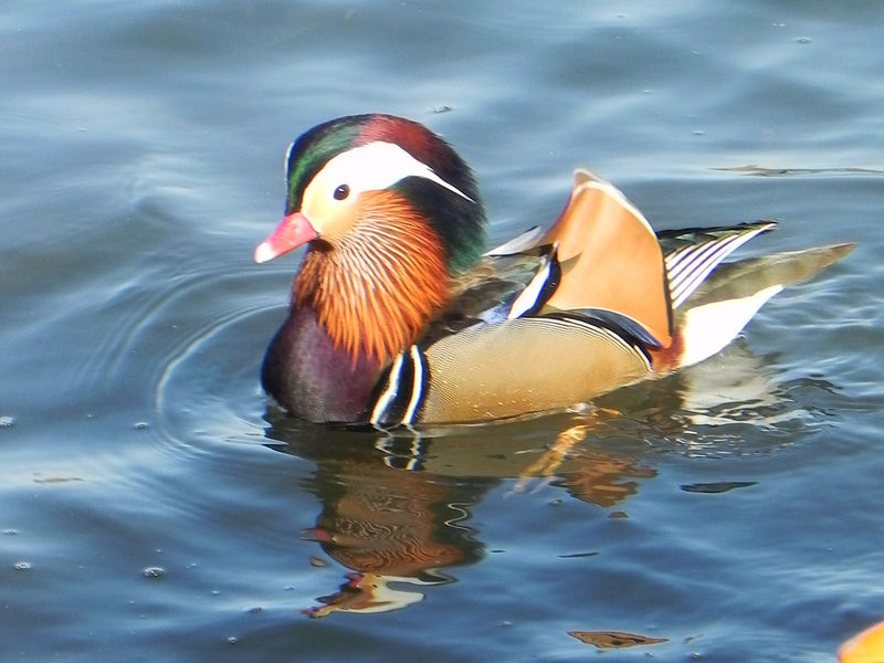 Mandarijn eend — Bild 1