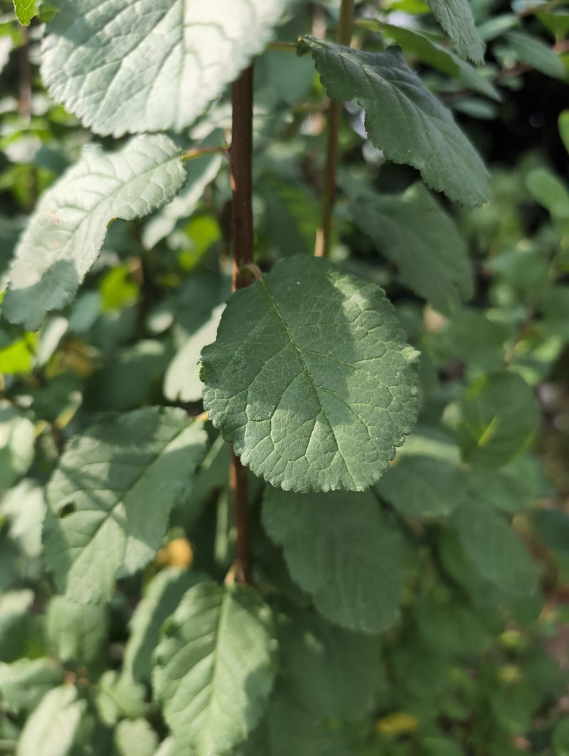 Amandelbomen — Bild 1