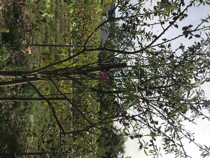 De afbeelding toont een volwassen steenvruchtboom met talrijke takken, groene bladeren en vruchten tegen een heldere hemel. De boom staat in een natuurlijke ...