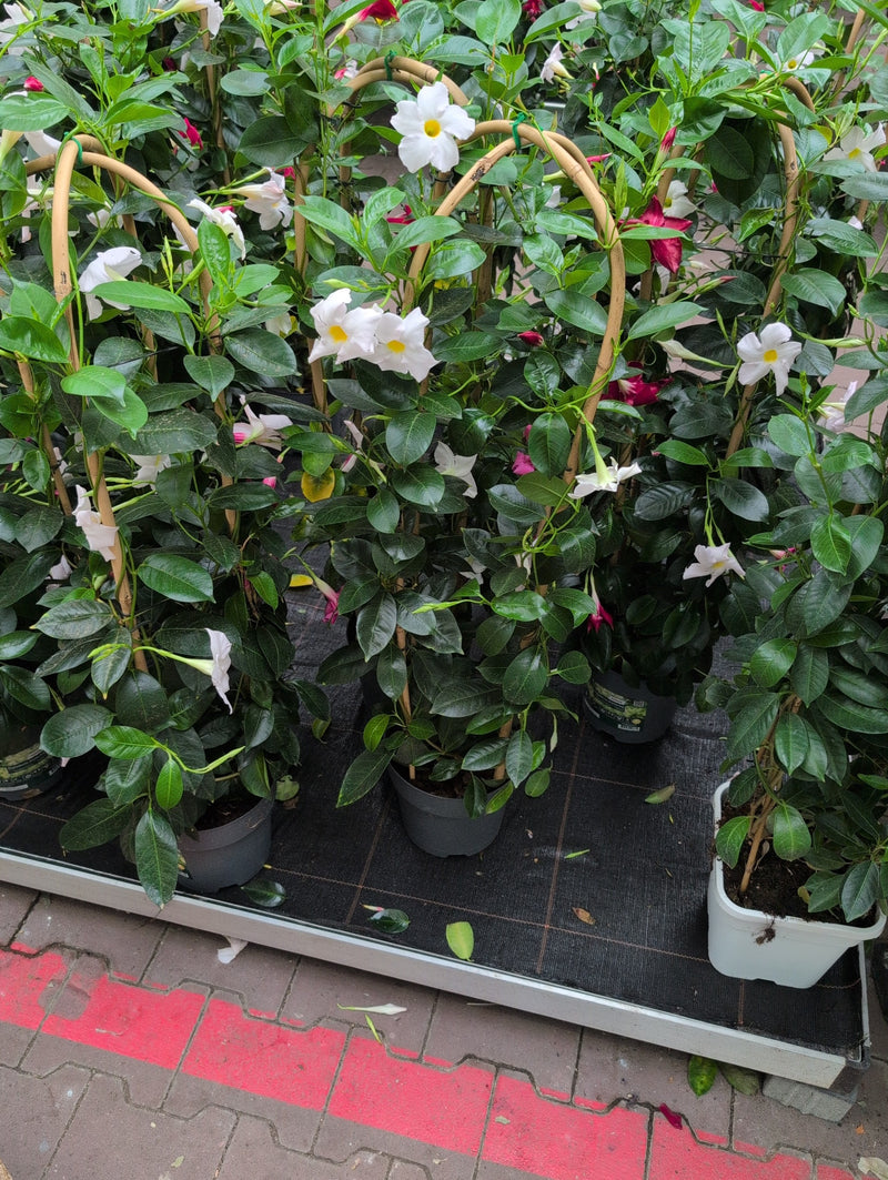 Meerdere Mandevilla-planten in potten met klimrekken staan op een displayrek. Ze tonen glanzende groene bladeren en opvallende witte bloemen.