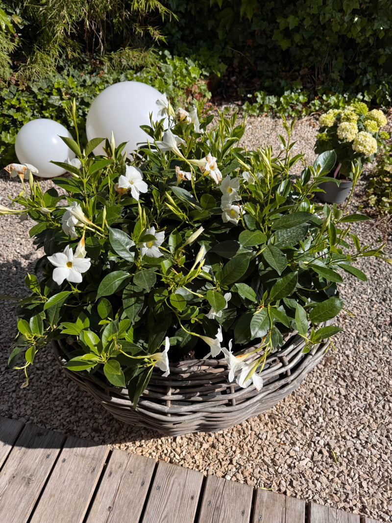 Te zien is een prachtige Mandevilla met vele witte bloemen en donkergroene bladeren in een geweven mand. De plant staat buiten op lichte grind.