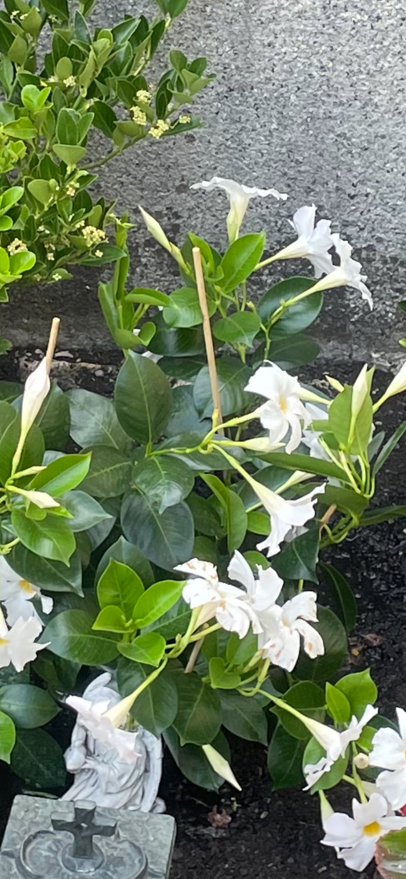 Te zien is een Mandevilla met talrijke witte bloemen en diepgroene bladeren. De plant staat in een perk voor een muur.