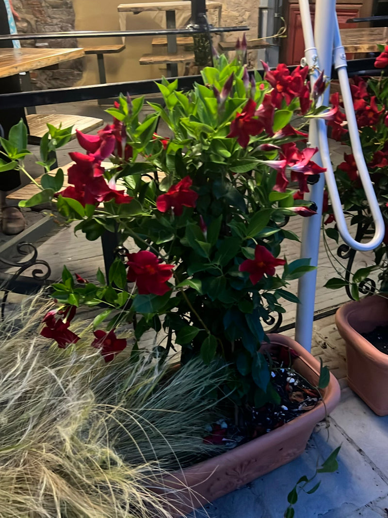 Te zien is een Mandevilla met felrode bloemen en groen blad in een plantenbak. De plant staat op een terras.