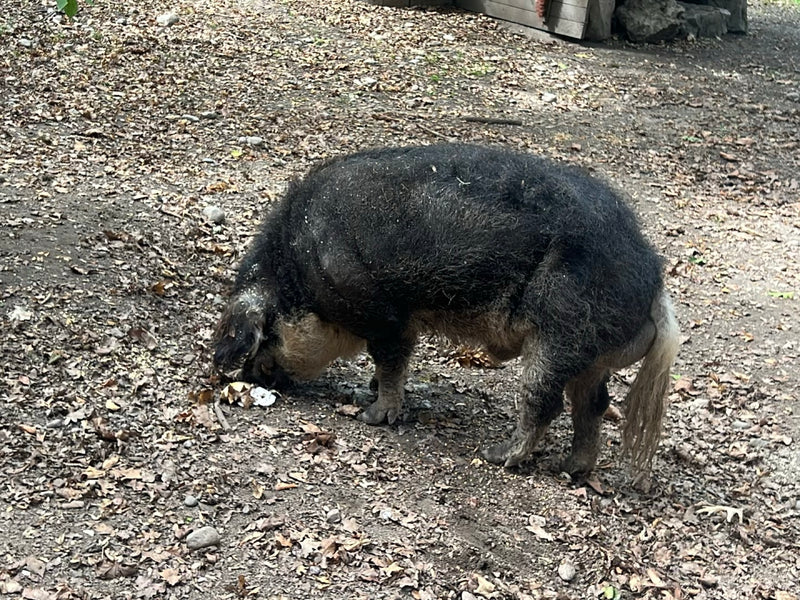 Mangalica-Schwein — foto 1 van 6