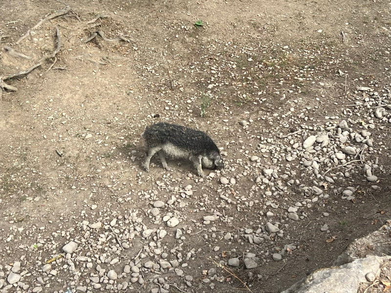 Mangalica-Schwein — foto 3 van 6
