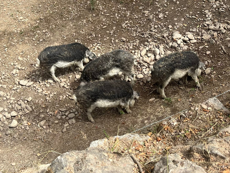 Mangalica-Schwein — foto 2 van 6