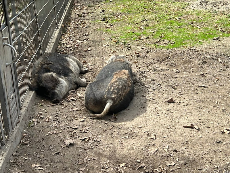 Mangalica-Schwein — foto 4 van 6