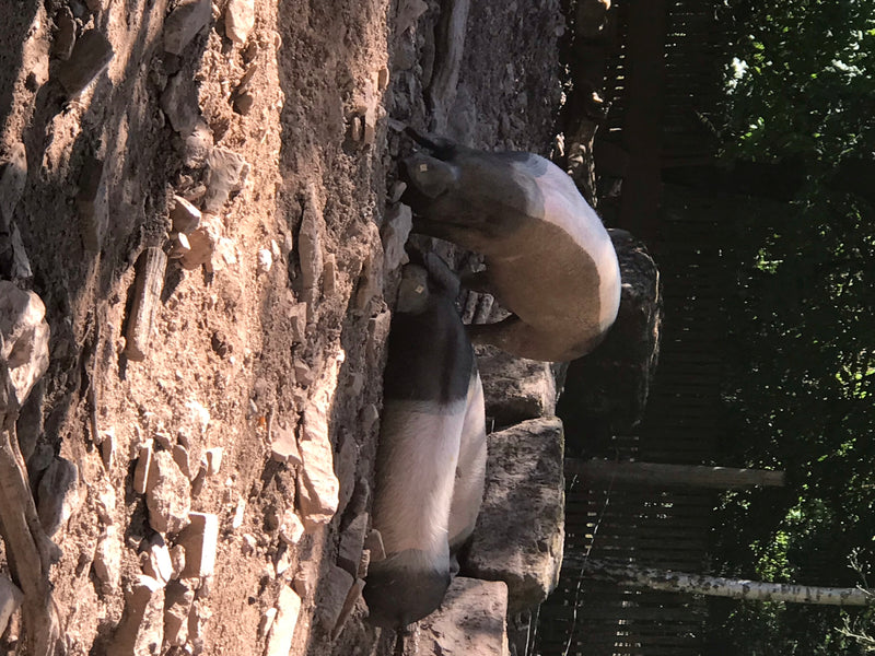 Mangalica-Schwein — foto 5 van 6