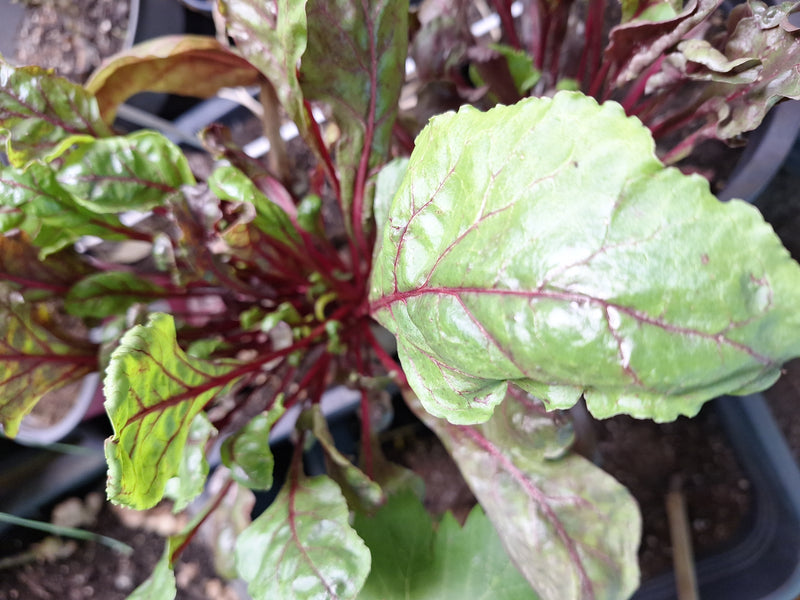 Er is een gezonde snijbietplant te zien met levendige groen-roodachtige bladeren en duidelijke nerven. De foto toont de plant van bovenaf in een pot.