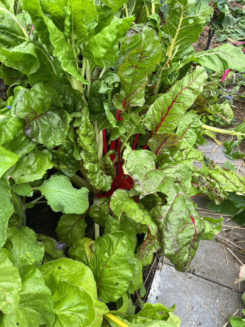 De afbeelding toont een grote snijbietplant met levendig groene bladeren en rode stengels. Hij groeit in een tuibed.
