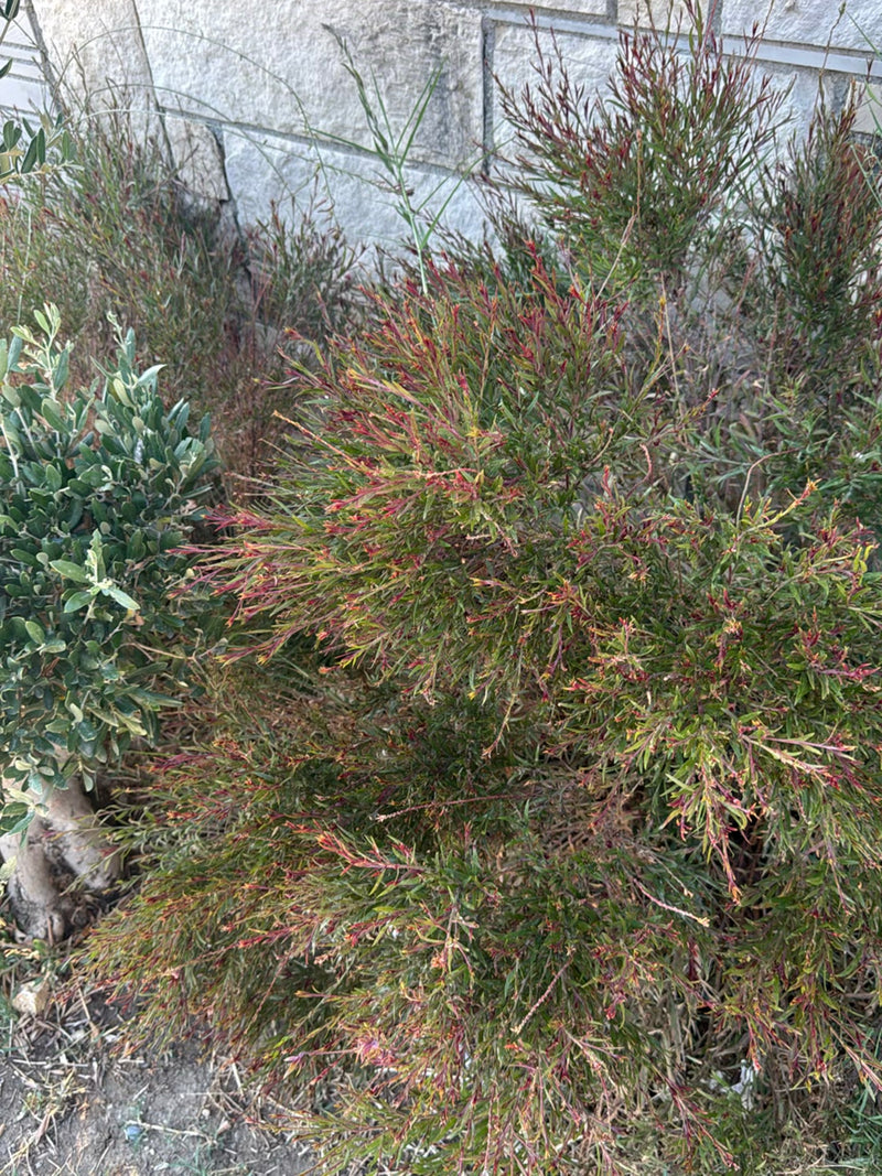 Manuka (Zuidzeemirte) — foto 2 van 4