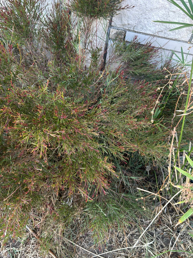 Manuka (Zuidzeemirte) — foto 1 van 4