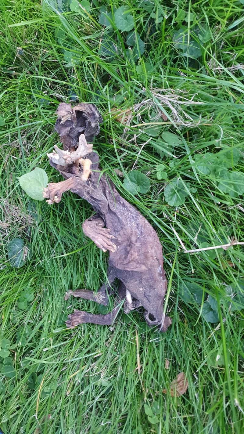 Het gemummificeerde lichaam van een marter ligt op een groene weide. Het kadaver toont duidelijk de contouren en het hoofd van het dier in het gras.