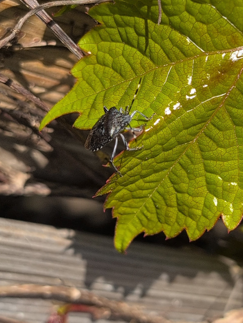 Gemarmerde stinkwants — Bild 4