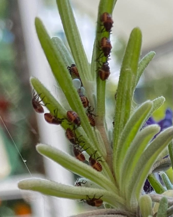 Meerdere roodzwarte nimfen van de bruindeurbacterieklander kruipen omhoog langs groene plantenbladeren. De jonge insecten zijn duidelijk zichtbaar op de clos...