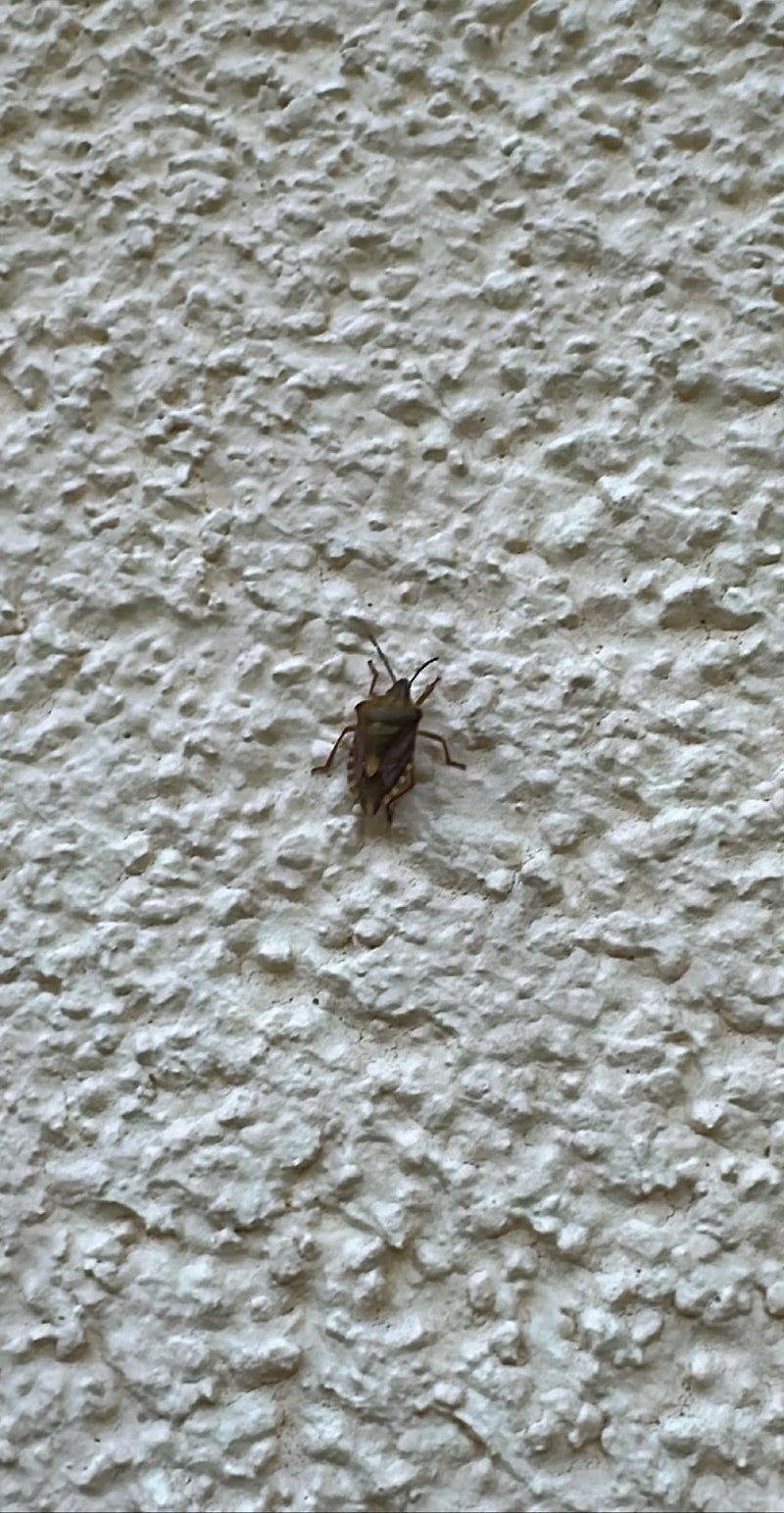 Gemarmerde stinkwants — Bild 1
