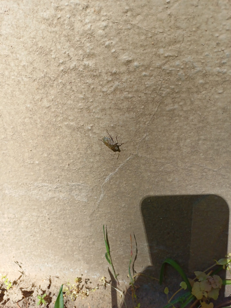 Een bruine marmerwants zit op een lichte, gepleisterde muur. Het insect is van bovenaf te zien.